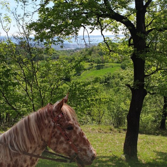 Horseriding among Lake Garda hills