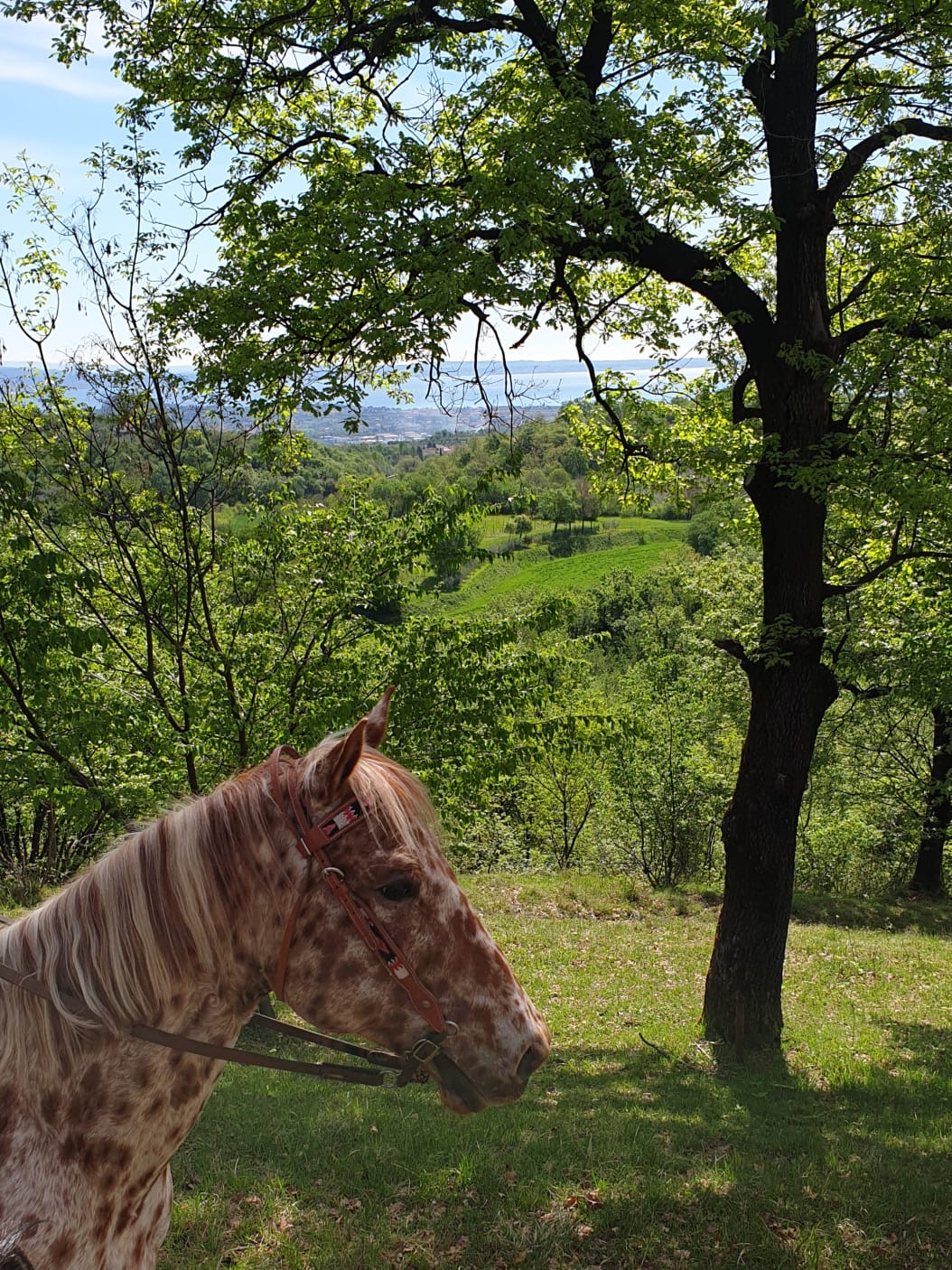 Passeggiata a cavallo colline lago di garda