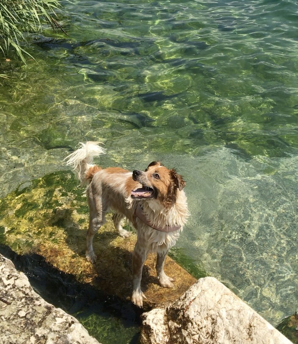 Vacanze cani lago di garda