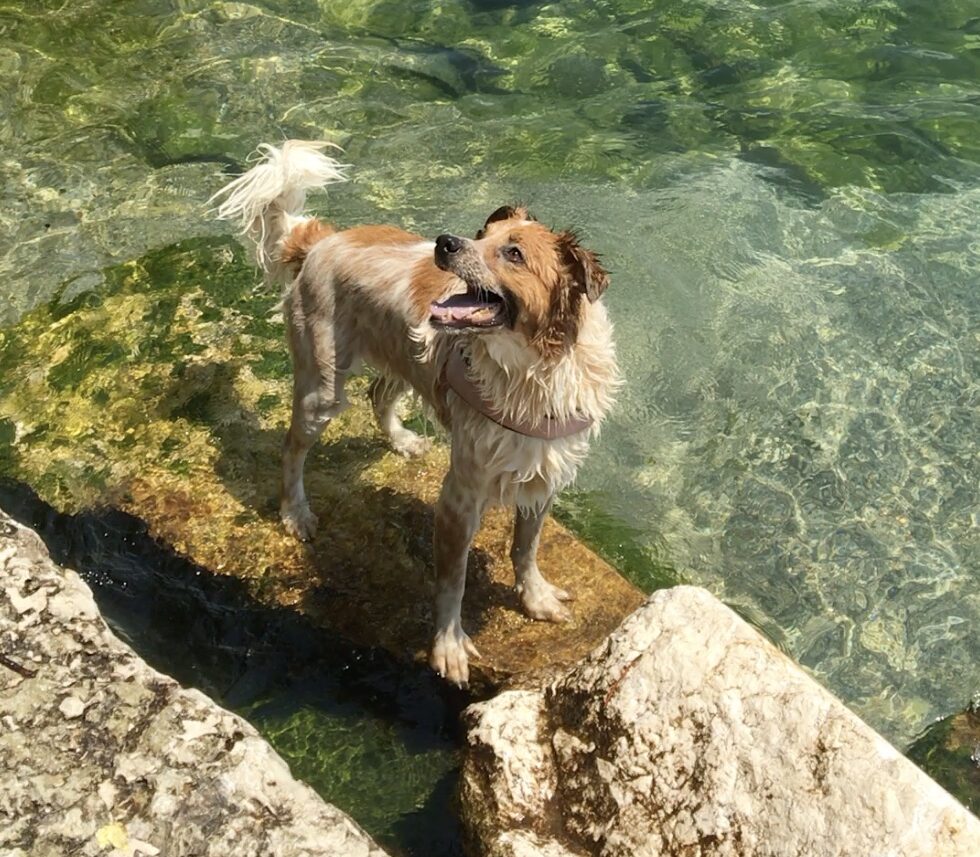 Vacanze cani lago di garda