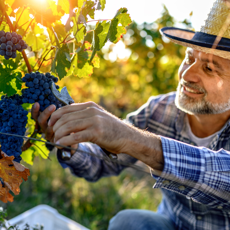 Grape harvest lake garda