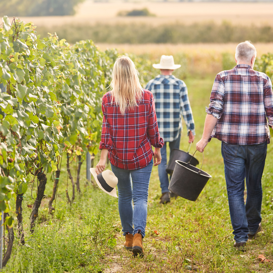 Experience the grape harvest in Italy