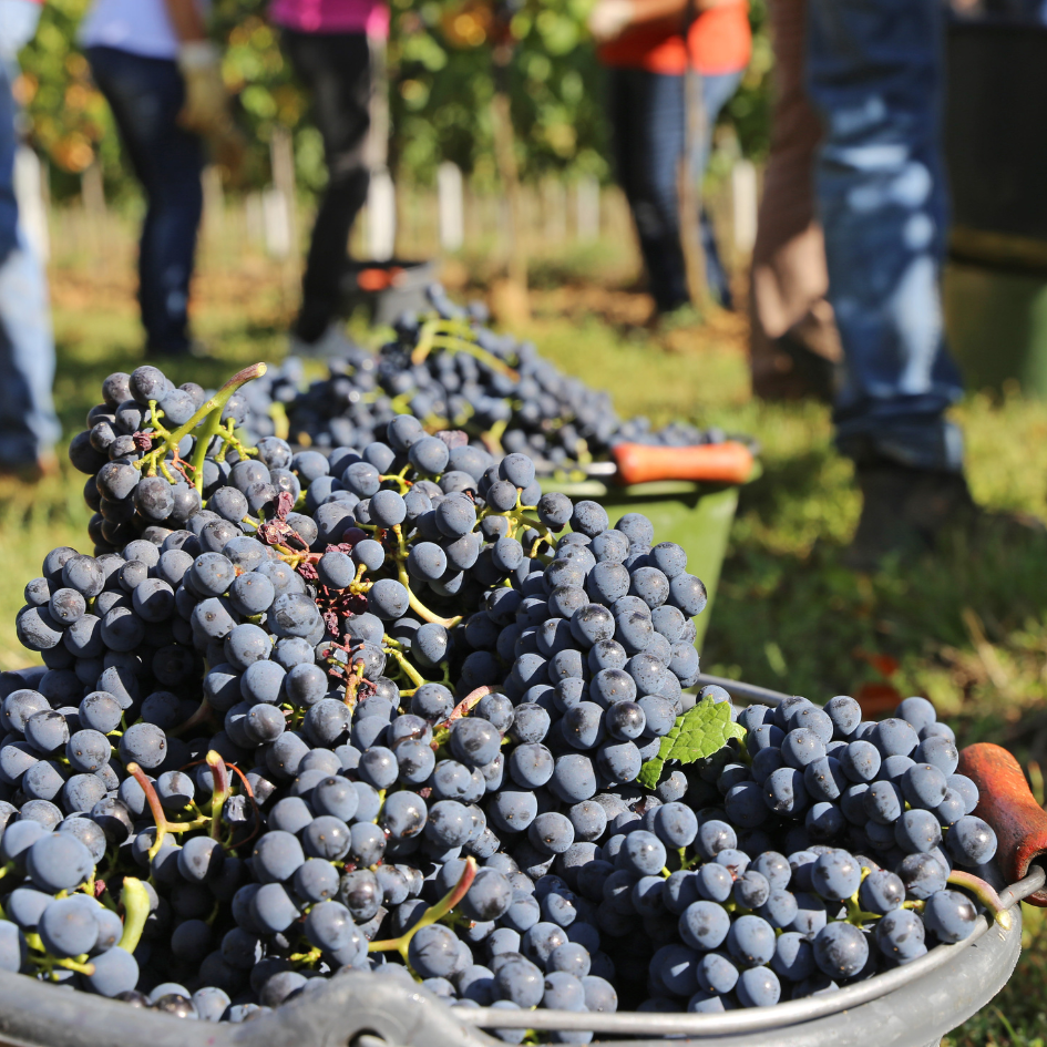 join the vendemmia on Lake garda